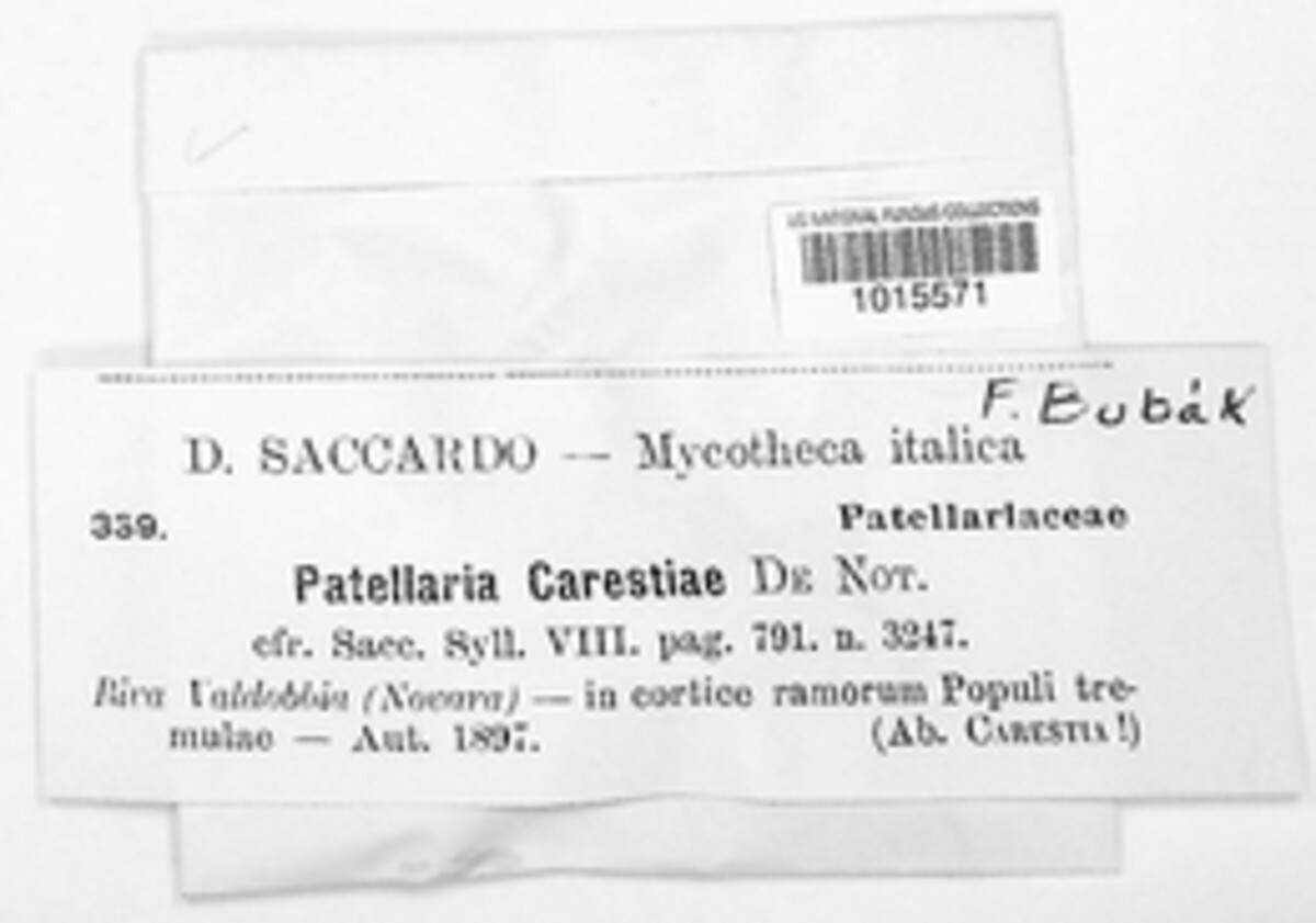 Durella carestiae image